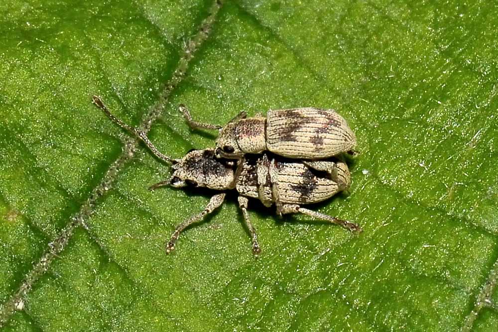 Pseudomyllocerus neapolitanus - (Curculionidae)